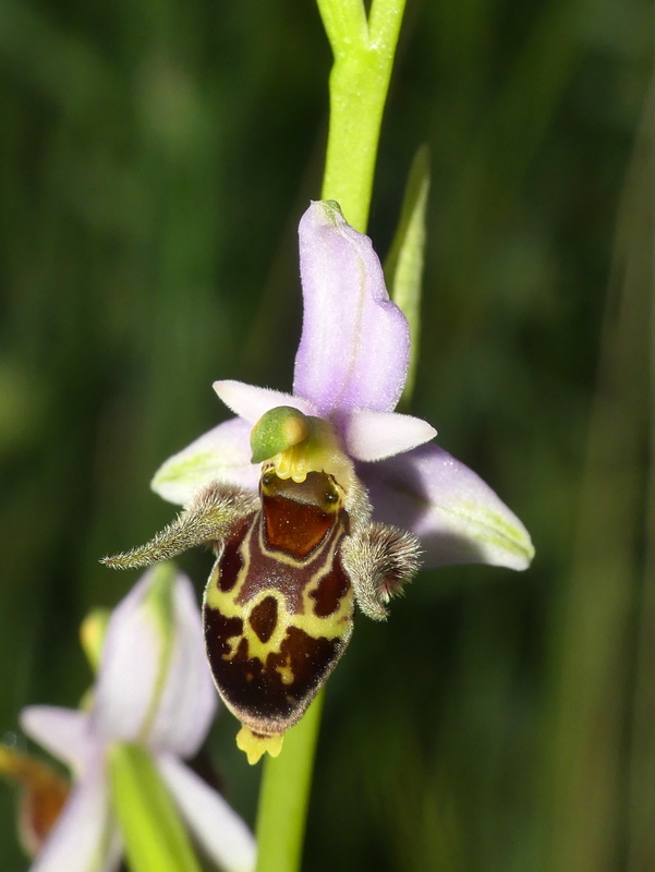 Ophrys tardive e altre orchidee in Epiro - Grecia settentrionale  22_30 maggio 2024.